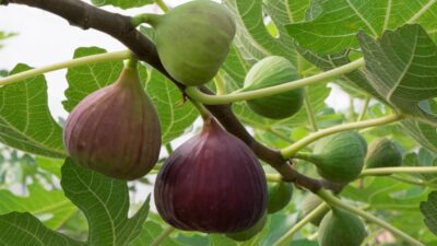 Ini Manfaat Mengkonsumsi Teh Daun Tin bagi Kesehatan
