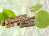 8 Khasiat Brotowali : Tanaman Herbal Yang Kaya Manfaat