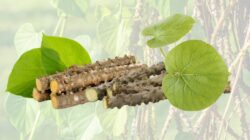 8 Khasiat Brotowali : Tanaman Herbal Yang Kaya Manfaat