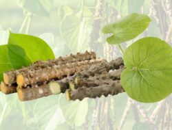 8 Khasiat Brotowali : Tanaman Herbal Yang Kaya Manfaat