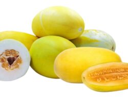 Ini 10 Manfaat Timun Suri bagi Kesehatan