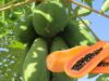 10 Manfaat Buah Pepaya Untuk Kesehatan Tubuh