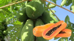 10 Manfaat Buah Pepaya Untuk Kesehatan Tubuh