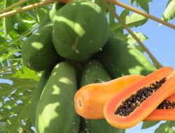 10 Manfaat Buah Pepaya Untuk Kesehatan Tubuh