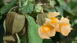 Ini 8 Manfaat Buah Ciplukan Untuk Kesehatan Yang Jarang Diketahui