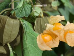 Ini 8 Manfaat Buah Ciplukan Untuk Kesehatan Yang Jarang Diketahui