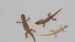 Ini Cara Mengusir Cecak Yang Sering Mengotori Rumah Dengan Efektif
