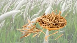 Ini 8 Manfaat Akar Alang-Alang : Tanaman Liar Yang Kaya Khasiat
