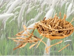 Ini 8 Manfaat Akar Alang-Alang : Tanaman Liar Yang Kaya Khasiat