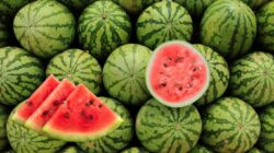 Ini 8 Manfaat Mengonsumsi Semangka Secara Rutin Untuk Kesehatan