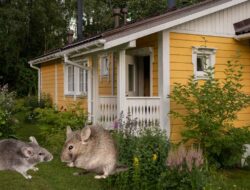 Ini Tips Ampuh Mengusir Tikus Dari Rumah Secara Alami Dan Efektif