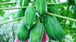 Ini 8 Manfaat Getah Pepaya Bagi Kesehatan Dan Kehidupan Sehari-Hari