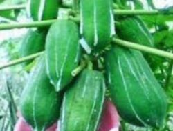 Ini 8 Manfaat Getah Pepaya Bagi Kesehatan Dan Kehidupan Sehari-Hari