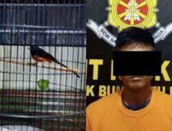 Tekab 308 Polsek Bumi Ratu Nuban Berhasil Meringkus Buronan Pencuri Murai Batu