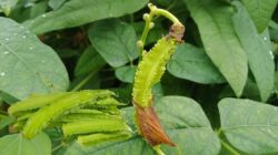 10 Manfaat Kecipir bagi Kesehatan: Sayuran Super yang Kaya Nutrisi