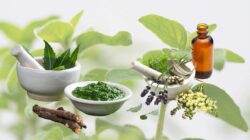 Sambiloto, Tanaman Herbal Yang Punya 7 Manfaat Untuk Kesehatan