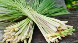 8 Manfaat Sereh Ini Berkhasiat Untuk Menjaga Kesehatan