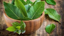 Daun Salam Ternyata Tak Hanya Untuk Bumbu Masak, Tetapi Bermanfaat Juga Untuk Kesehatan Dan Kecantikan