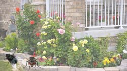 Berikut 5 Tanaman Pengusir Lalat Alami Untuk Rumah Anda