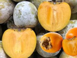 10 Manfaat Mengonsumsi Buah Kesemek Untuk Kesehatan