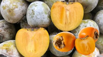 10 Manfaat Mengonsumsi Buah Kesemek Untuk Kesehatan
