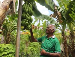 Reforma Agraria Ubah Pola Pikir Warga Desa Baumata di Kabupaten Kupang, Hasilkan Peningkatan Penghasilan Petani