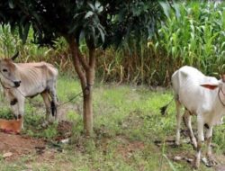 Terungkap! Komplotan Pencuri Sapi yang Beraksi 3 Tahun di Pringsewu Dibekuk Polisi