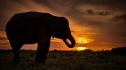 Penanggulangan Konflik Gajah Liar di Desa Braja Asri, TNWK