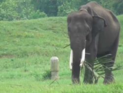 Pagar Way Kambas Dibangun, TNI Turun Tangan Redam Konflik Gajah–Warga