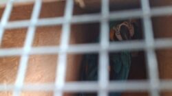 KSKP Bakauheni Amankan Dua Burung Makaw Tanpa Dokumen Resmi