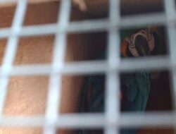KSKP Bakauheni Amankan Dua Burung Makaw Tanpa Dokumen Resmi