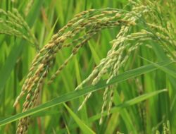 HKTI Optimistis Produksi Padi Tetap Terjaga di Tengah Dinamika Iklim 2026