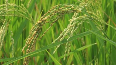 HKTI Optimistis Produksi Padi Tetap Terjaga di Tengah Dinamika Iklim 2026