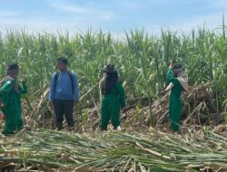 Produksi Gula 2025 Capai 2,67 Juta Ton, Kementan Percepat Langkah Menuju Swasembada