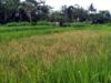 Petani  Way Panji Resah, Hama Tikus Serang Tanaman Padi