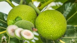 Sukun, Si Bulat Rendah Gula Dengan Segudang Khasiat Untuk Kesehatan