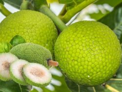 Sukun, Si Bulat Rendah Gula Dengan Segudang Khasiat Untuk Kesehatan