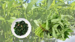 Kangkung : Si Hijau yang Kaya Manfaat untuk Kesehatan Tubuh