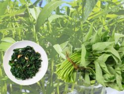 Kangkung : Si Hijau yang Kaya Manfaat untuk Kesehatan Tubuh