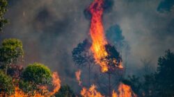 Antisipasi Karhutla, BPBD Lampung Gandeng Sumsel Siagakan Water Bombing