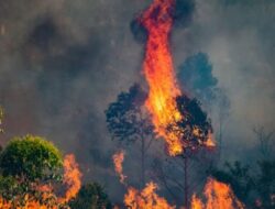 Antisipasi Karhutla, BPBD Lampung Gandeng Sumsel Siagakan Water Bombing