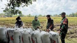 Hingga Mei 2026, BULOG Lampung Serap 369 Ribu Ton Gabah