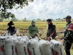 Hingga Mei 2026, BULOG Lampung Serap 369 Ribu Ton Gabah