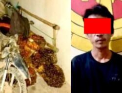 Polsek Seputih Mataram Bekuk Pencuri Tandan Sawit Milik PT GMP