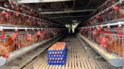 Kementan Dan BUMN Bangun Ekosistem Hilirisasi Ayam Di Bone
