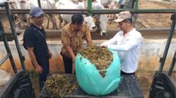 Antisipasi Kemarau 2026, Kementan Perkuat Cadangan Pakan Ternak Nasional