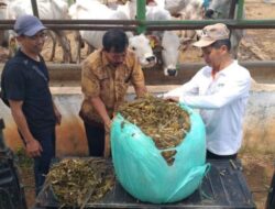 Antisipasi Kemarau 2026, Kementan Perkuat Cadangan Pakan Ternak Nasional
