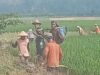 Hama Tikus Serang Ratusan Hektar Sawah Desa Karang Rejo Pesawaran