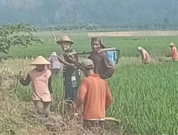 Hama Tikus Serang Ratusan Hektar Sawah Desa Karang Rejo Pesawaran