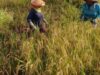 BULOG Serap 3,6 Juta Ton Gabah Petani